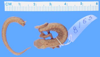 Media type: image; Herpetology A-8163